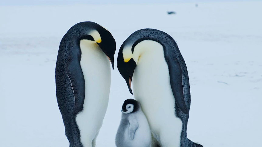 Emperor penguin at severe threat of extinction as a consequence of climate change