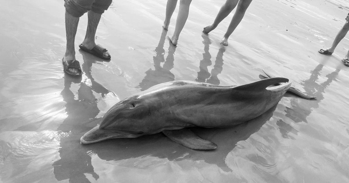 Rewards provided after dolphin ‘harassed to death’ on Texas beach, one other impaled in Florida